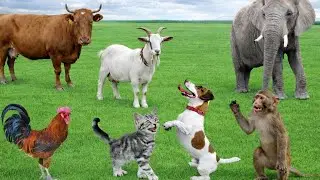 Animal Farm 4K | Learn Animal Names and Sounds for Kids |  Cat,cow, monkey,Duck,Camel,Bull,Pig, Bear