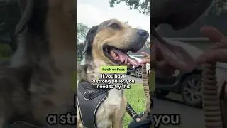 Is This the Strongest Dog Leash? | The Pack