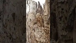 What insect ate this tree up?