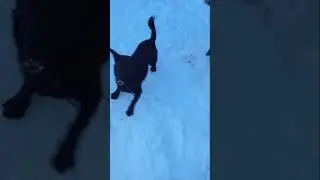 She is so funny! #funny #dog #snow #playing #laugh