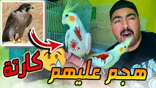 كارتة😭.. طيوري هجم عليهم صقر🦅😰| الحل هو.... 😩