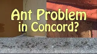 Ant Pest Control Concord