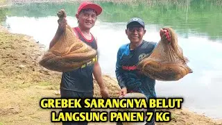 GREBEK SPOT MUARA YG MENYURUT LANGSUNG PANEN BELUT MONSTER 7 KG