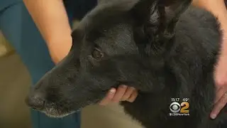 Stem Cells For Canine Relief