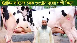 ইব্রাহিম ভাইয়ের চকম ৩০ প্লাস দুধের গাভী কিনুন dairy farm