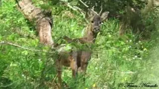 Corzo ladrando ( Capreolus capreolus ) - HD !