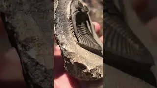 fossilized Odontochile trilobite from 400 million year old.  This is a marine animal #Science
