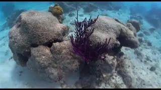 Shore snorkelling coral gardens Grace bay, Turks and Caicos