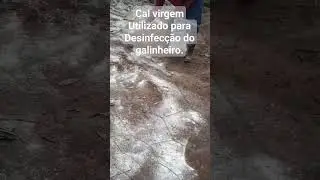 Cal Virgem no Galinheiro... para que serve? #vidanaro&ccedil;a #vidasimples #galinheiro