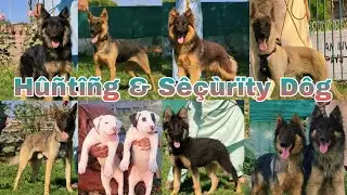hunter dog & security gurad dogs seller point peshawar dog center #dogs #seller #point #peshawardog