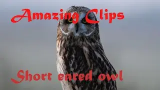 Amazing experinces with the Short eared owl. From National Park Vadehavet. (mosehornugle)