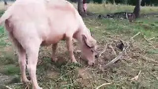 The Pink Carabao