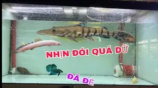 Trê Cọp Nhịn Đói Quá Dữ và Kết Quả Ép Cá Lia Thia Hoang Dã Thái