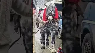 biggest healthy horse riding training zuljinah horse #horselov #horseridingschool #equestrian