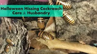 Halloween Hissing Cockroach Care & Husbandry