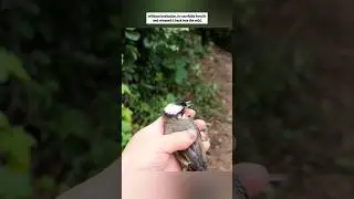 True rescue moment #rescue #birds
