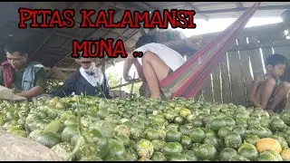 PITAS KALAMANSI MUNA KAME NI MISIS...