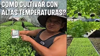 Como producir en ambientes calurosos con m&aacute;s de 35 grados cenrigrados