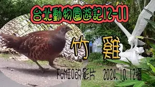 台北動物園遊記12-11鳥園B區竹雞