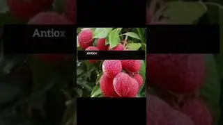 lychee juice offers several health benefits in summer #lychee #lycheejuice