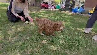 Multi-generation Goldendoodle (Ferris)