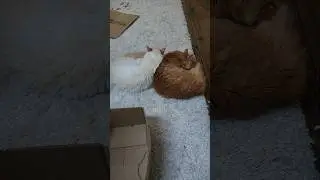 The Daily Catnap🐱~Day 25 of 365 #shorts #cat #relaxing #catvideos #daily