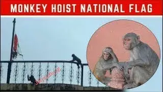 A monkey host the indian flag on 15 august 2017