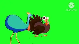 Turkey Birds on Green Screen
