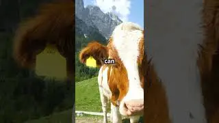 Random facts about cows. #cow #animals #facts