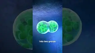 How Identical Twins Are Conceived 🤔