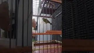 PANCINGAN PLECI BWI KENARIAN, AUTO RESPON.