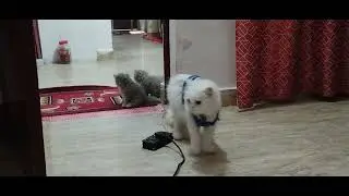 Kittens are playing #kittenlove #kitty #kitten 