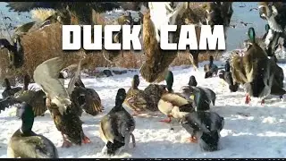 Duck Cam- Furry of Wild Ducks Feeding