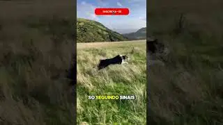A ra&ccedil;a de cachorro mais inteligente do mundo! 🧠🐶 #curiosidades #animals #fatosreais