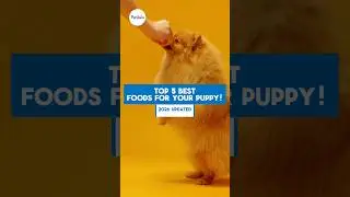 These are some of the best foods to feed your puppy dog! #dog #puppy #food