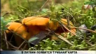 в Латвии появится грибная карта 19 9 2013