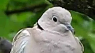 Birds of Britain UK ~ CollardDove 10sec video