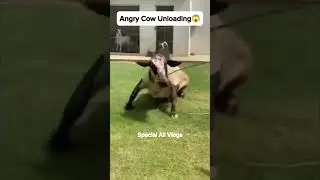 Angry cow unloading 2023 😡😡 #viral #shorts #youtube #trending #cow #youtubeshorts #viralvideo #cows