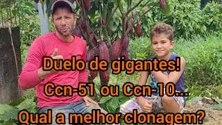 Roça de cacau clonado, consorciada  com cupuaçu!#agricultura familiar#trabalho.