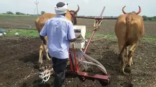 Seed drill on ox