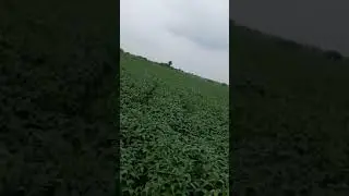 #shorts #YouTube #viral video ########field #status