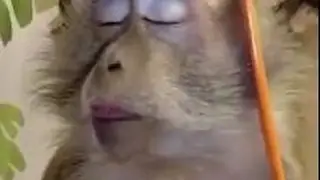 Funny annoying monkeys - Cute and funny monkey compilation