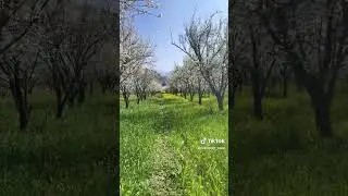 Spring in the Beautiful Swat Valley