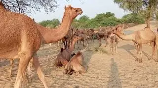 Camel Attack Kar Raha little camel py #animals #camelsattack#attack#camelslife 