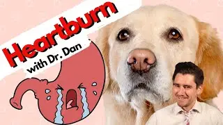 Does your Dog have HEARTBURN?  Dr. Dan explains.
