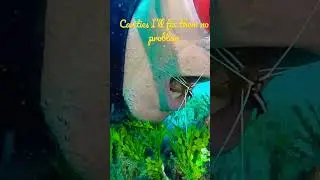 SHRIMP CLEANING TEETH OF DIVER!!!  CRAZY 😝 🦷 🦐  NATURE BEST