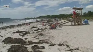Maine beaches are adding shark warning flags to help keep swimmers safe