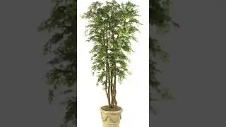 aralia plant | different type of plants | old plant gardening #shorts