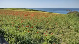 Poppy fields of west pentire Cornwall