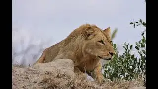 A spectacular safari in South Africa 🇿🇦
